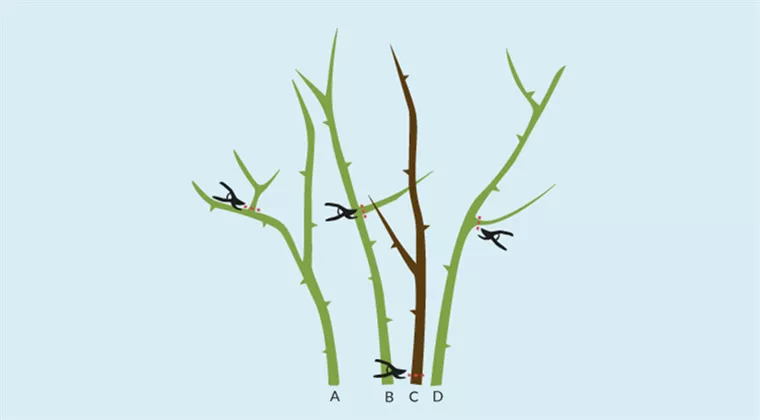 kletterrose-schneidmethoden.png kletterrose-schneidmethoden.png