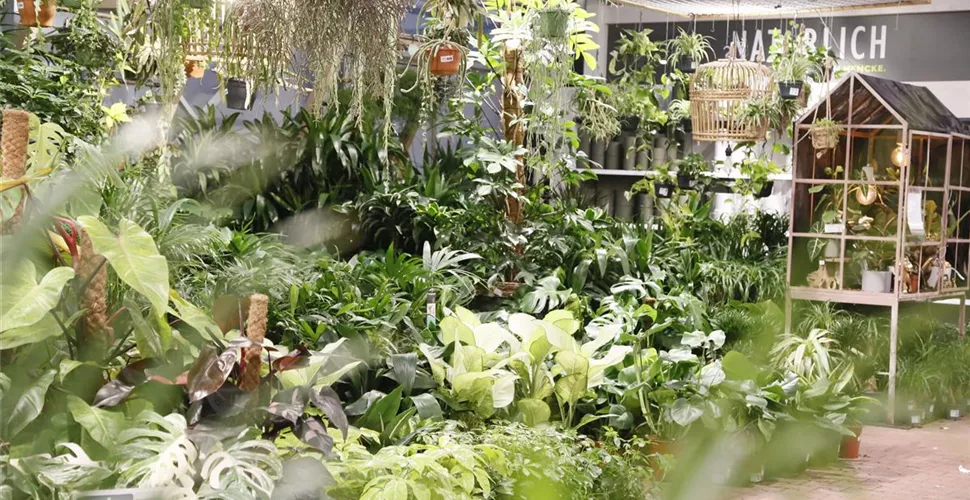 Zimmerpflanzen & Orchideen