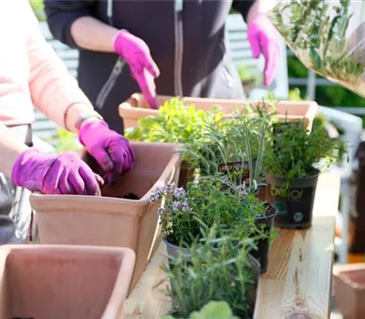Workshop Kräuter richtig pflanzen