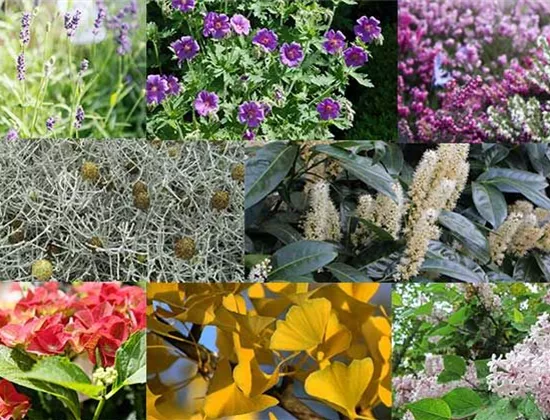 Winterharte Kübelpflanzen – welche Arten überstehen den Winter?