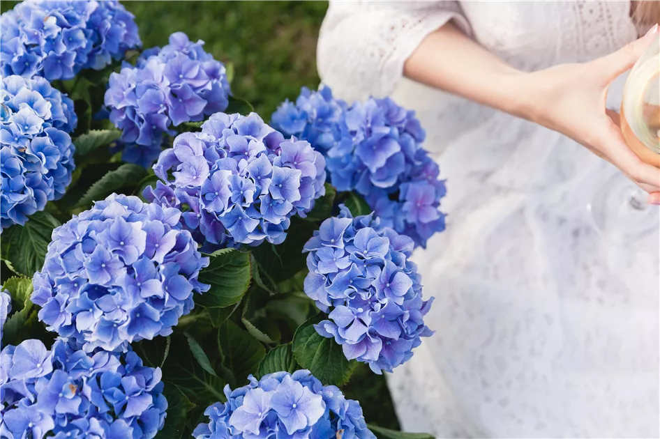Blau, blau, blau  Hortensien richtig dngen und pflegen