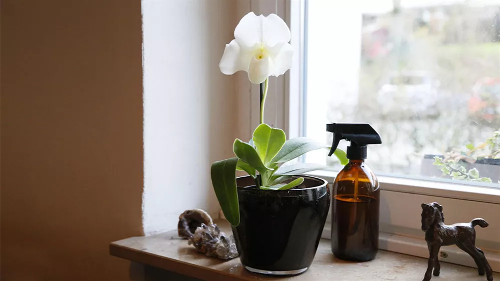 paphiopedilum-white-lady.jpg