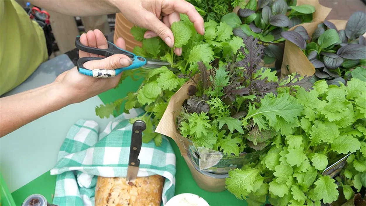 salat-pfluecksalate.jpg