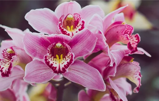 Cymbidium – Den Blütentraum unter den Orchideen richtig pflegen Cymbidium – Den Blütentraum unter den Orchideen richtig pflegen