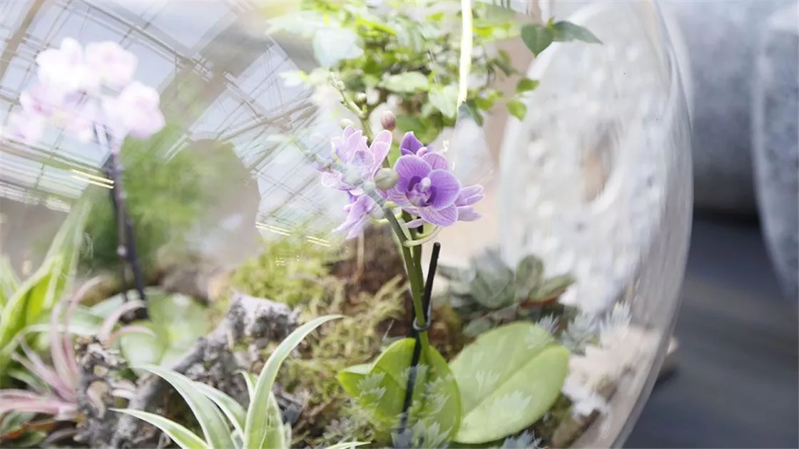 Orchideen im Glas  Exoten unter Glas pflanzen & pflegen