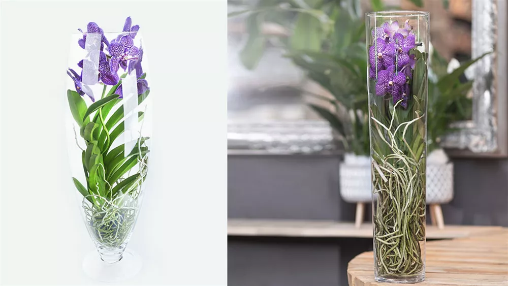 vanda-glas.jpg