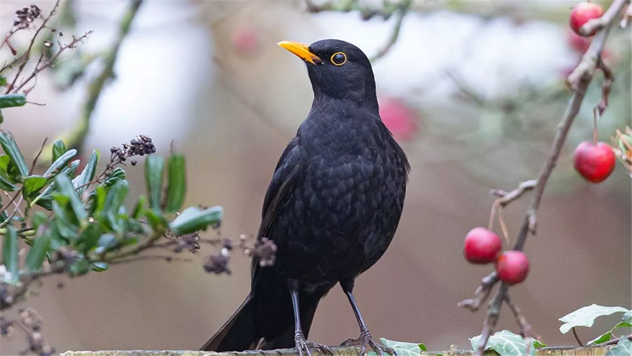 wildobsthecke-vogelnaehrgehoelze.jpg