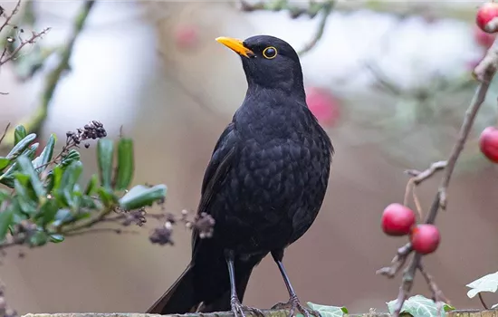 Die 10 besten Vogelnährgehölze für die Wildobsthecke Die 10 besten Vogelnährgehölze für die Wildobsthecke
