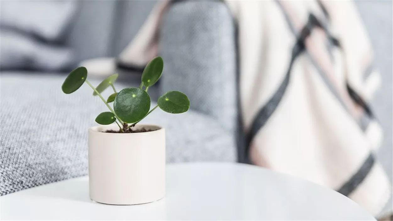 pilea-wohnzimmer.jpg