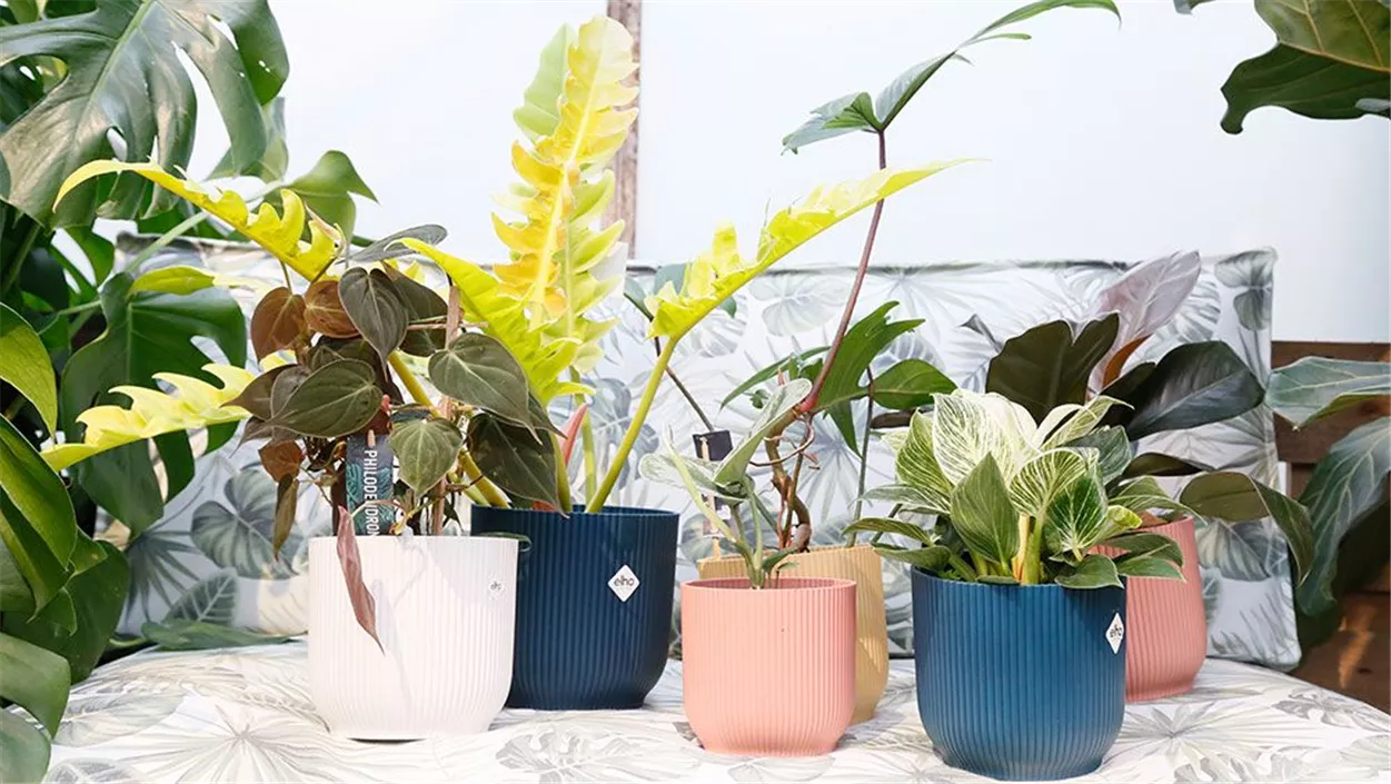 philodendron-arten.jpg