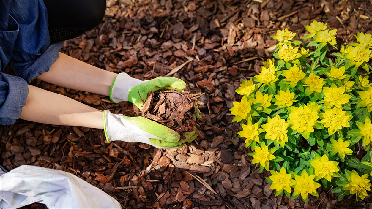 mencke-mulch.png