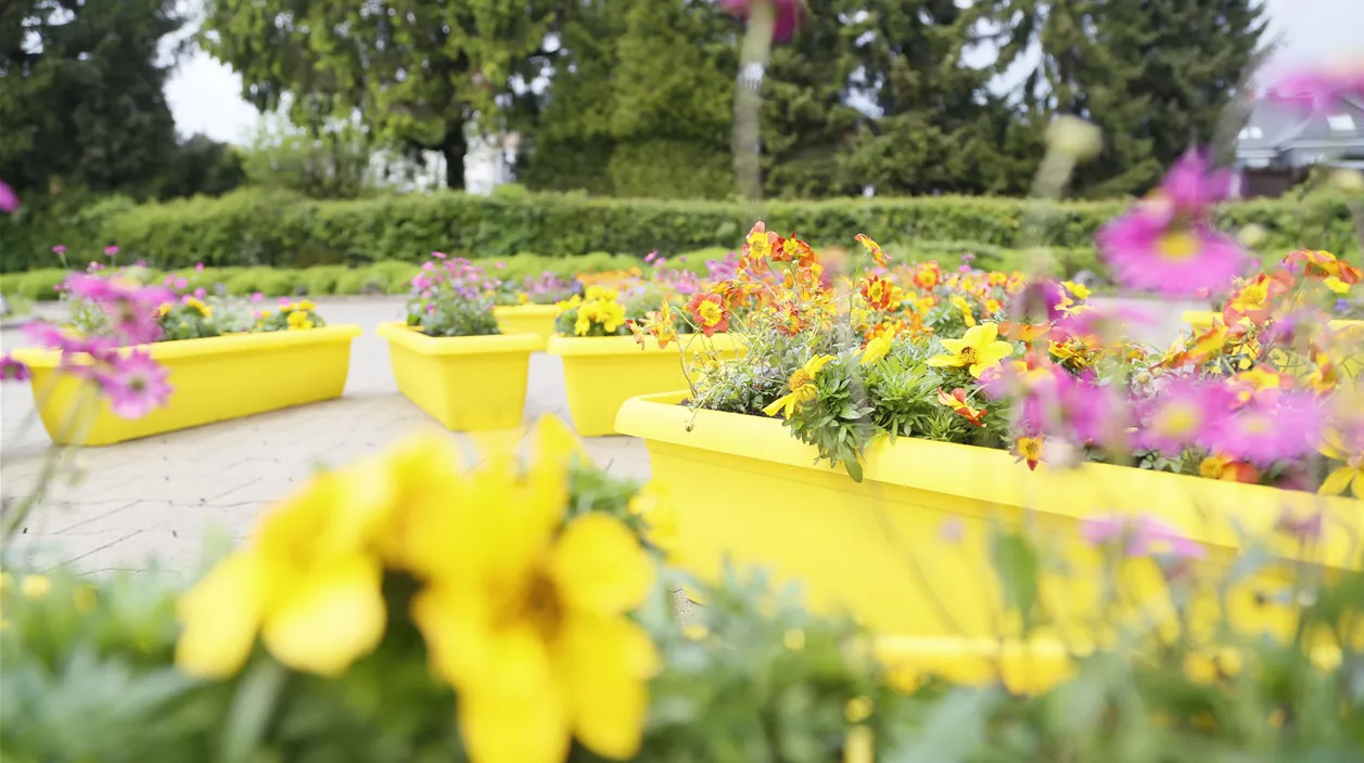bienenfreundliche_strauecher_mencke_gartencenter.JPG