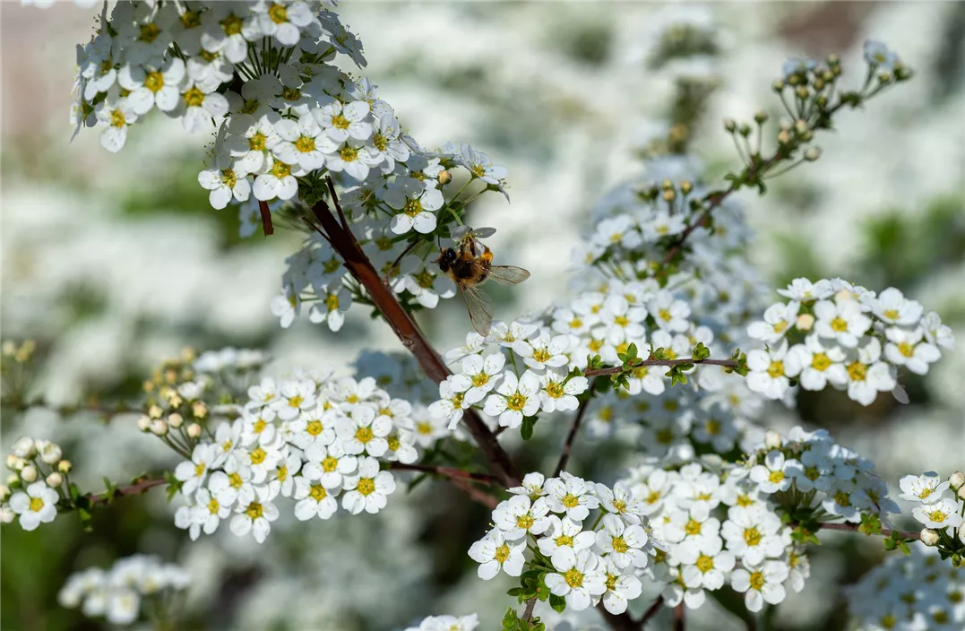 bienenfreundliche_strauecher_mencke.jpg