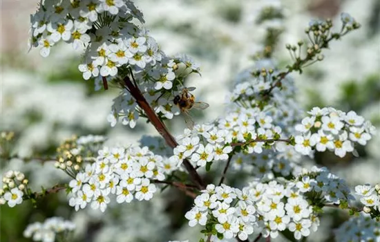 Bienenfreundliche Sträucher – dafür werden die Bienen Euch lieben! Bienenfreundliche Sträucher – dafür werden die Bienen Euch lieben!