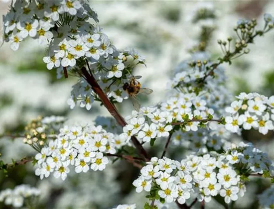 Bienenfreundliche Sträucher – dafür werden die Bienen Euch lieben!