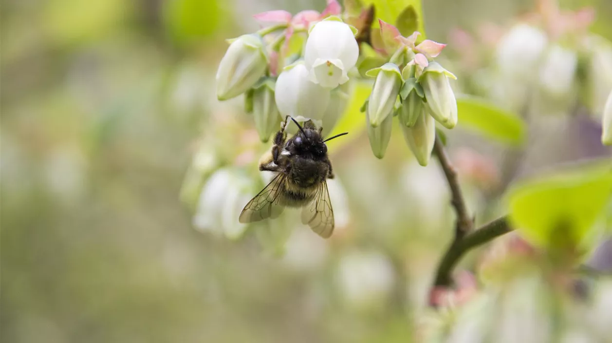 bienenfreundliche_strauecher_mencke1.jpg