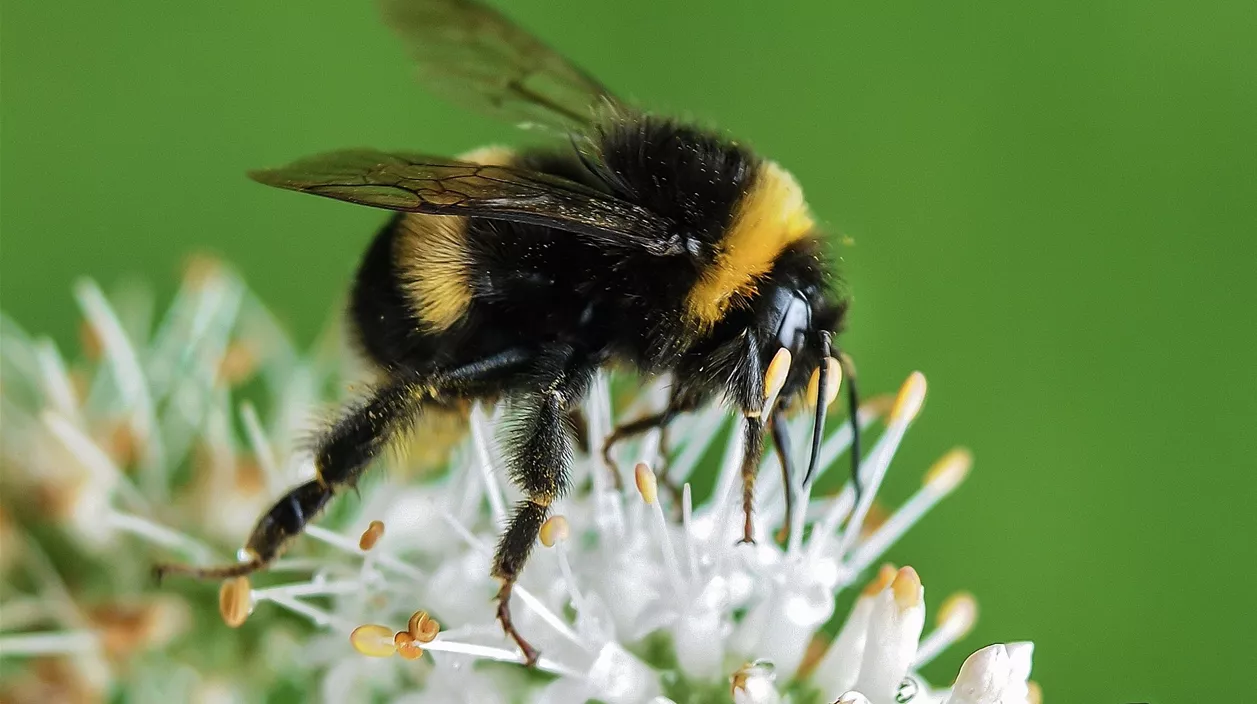 bienenfreundliche_strauecher__bienenschutz.jpg