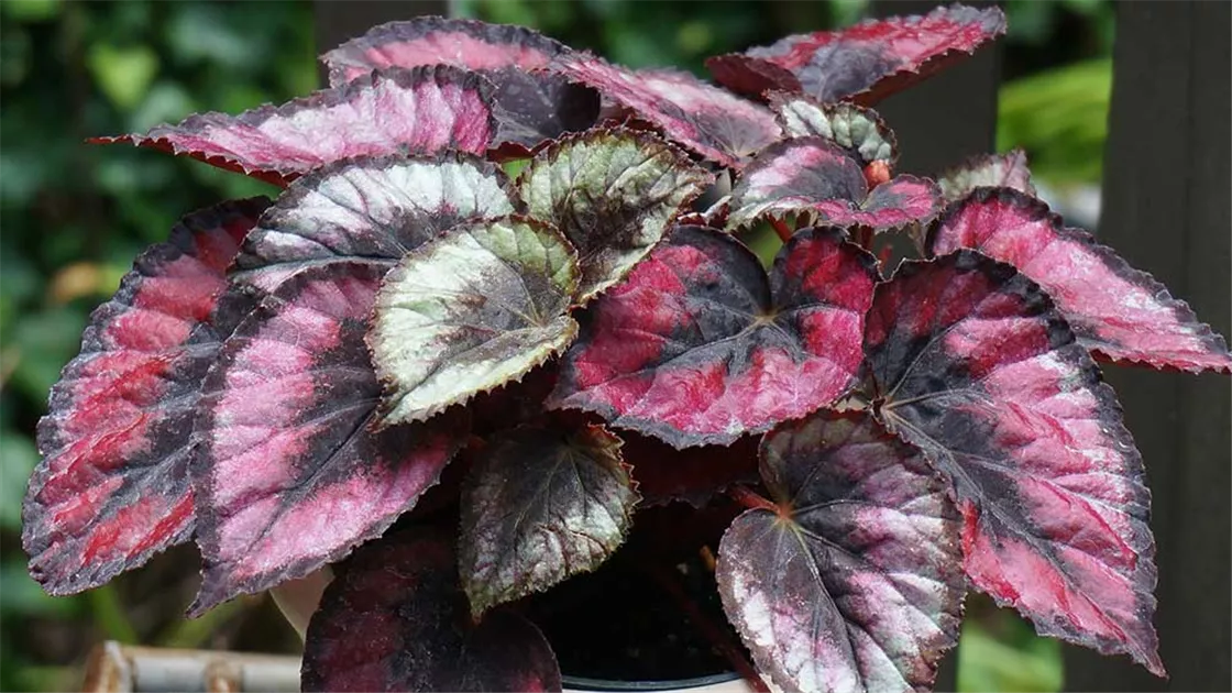 alocasia cuprea variegata Alocasia Cuprea Pink Variegated
