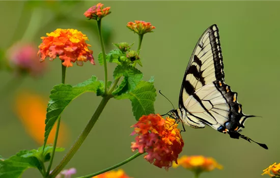 Schmetterlingsgarten: Die besten Blumen für Schmetterlinge