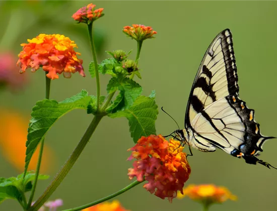 Schmetterlingsgarten: Die besten Blumen für Schmetterlinge Schmetterlingsgarten: Die besten Blumen für Schmetterlinge
