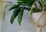 Blumenampel mit Übertopf