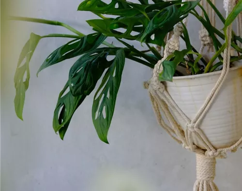 Blumenampel mit Übertopf