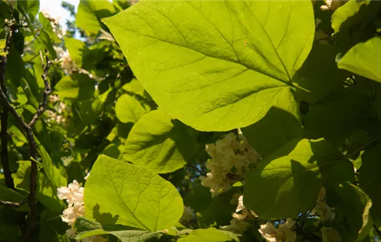 Klimabäume – Trockenheitsresistente Bäume für den Garten Klimabäume – Trockenheitsresistente Bäume für den Garten