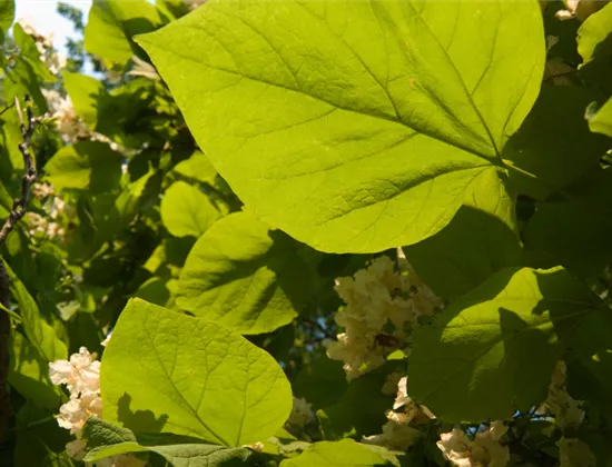 Klimabäume – Trockenheitsresistente Bäume für den Garten