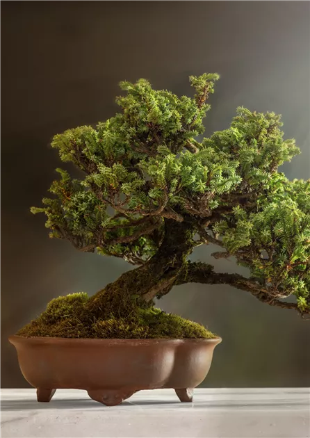 bonsai geschenkset Root & Reflect Bonsai Gift Set main image 1