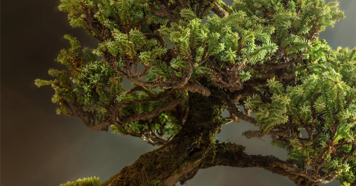 szechuan pfeffer bonsai Bonsai - Xanthoxylum piperitum