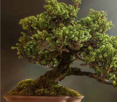 Workshop Outdoor-Bonsai für Einsteiger