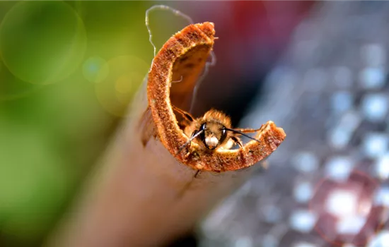 Wildbienenarten Übersicht – Welche Arten könnt Ihr in Eurem Garten finden?