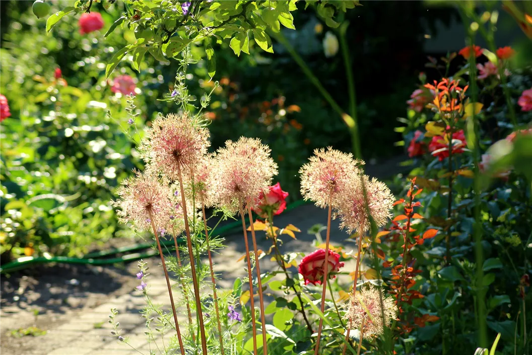 garden-g19ebfc8e8_1920.jpg
