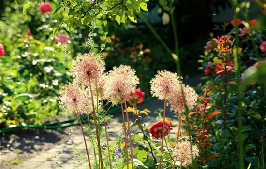 Klimapflanzen: Trockenheitsresistente Pflanzen für den Garten Klimapflanzen: Trockenheitsresistente Pflanzen für den Garten