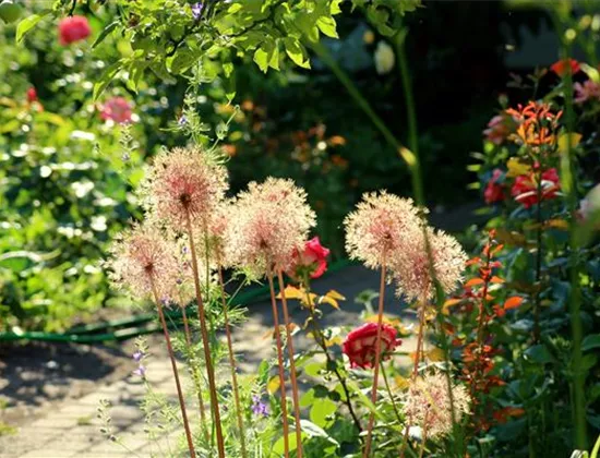 Klimapflanzen: Trockenheitsresistente Pflanzen für den Garten