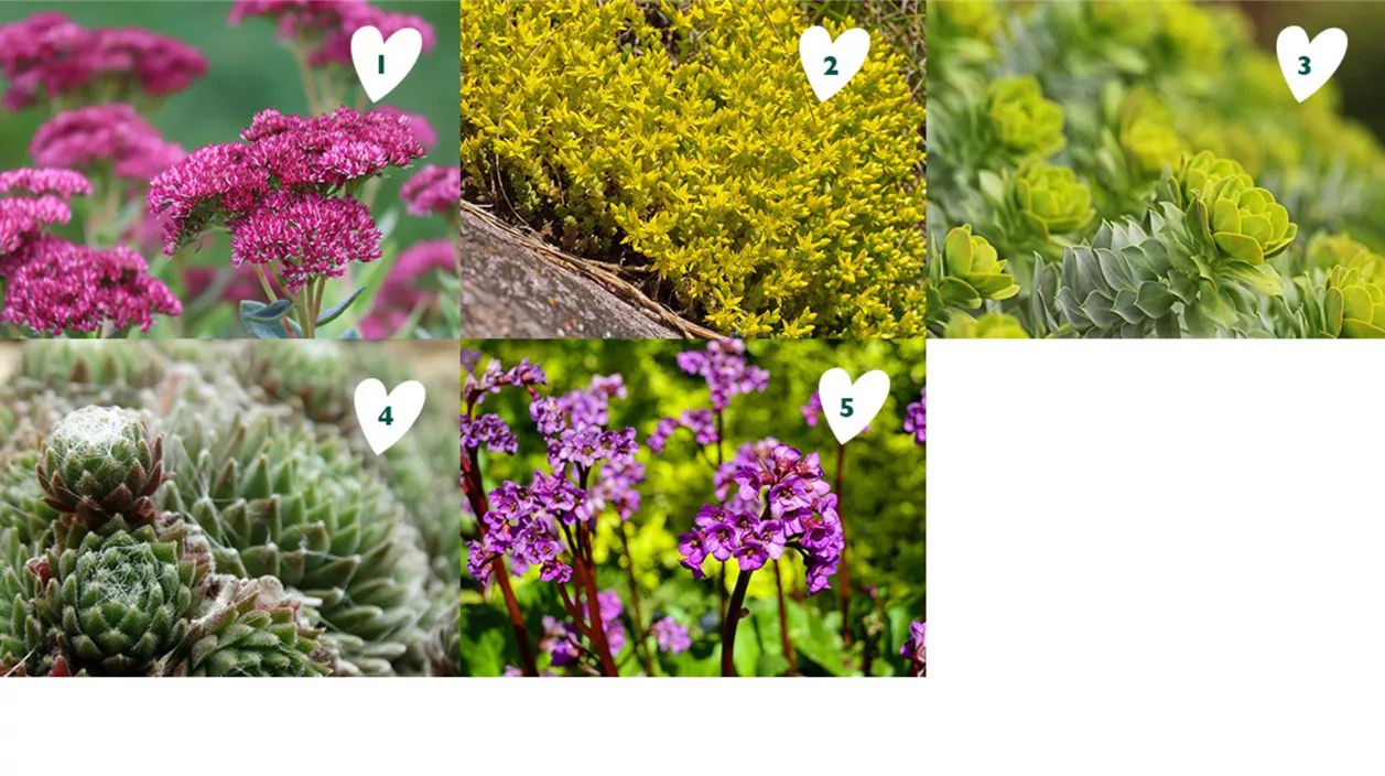 steingartenpflanzen01.png