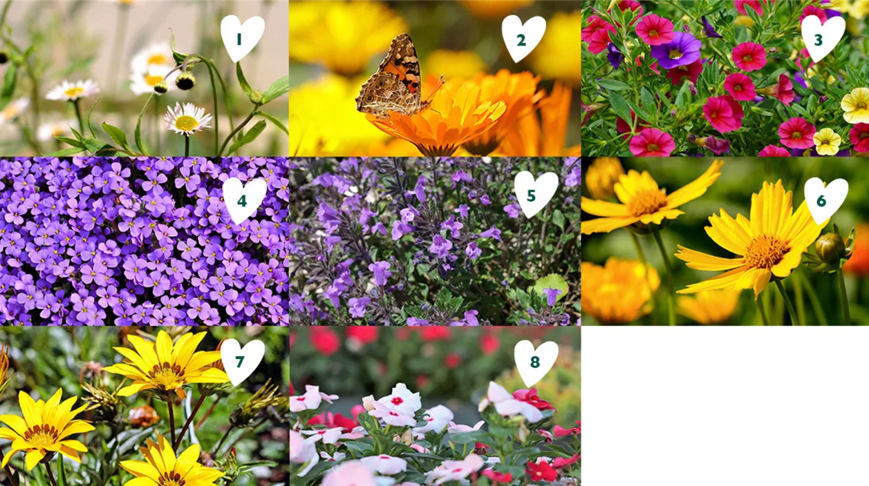 trockenheitsresistente balkonblumen.png