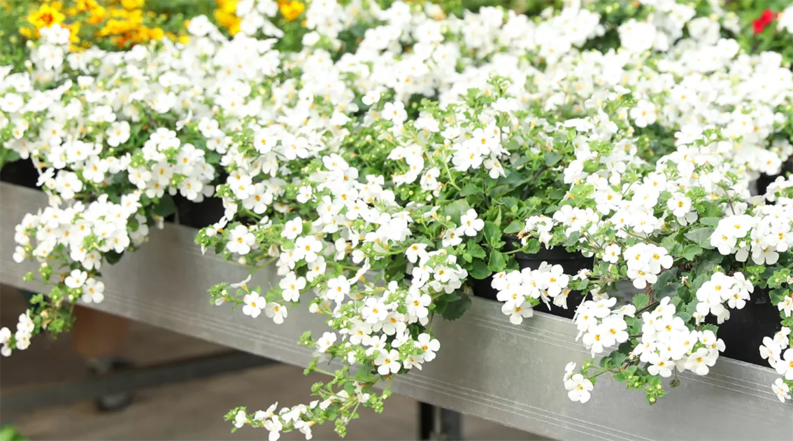 Die schnsten weien Balkonblumen fr Euren Blumenkasten