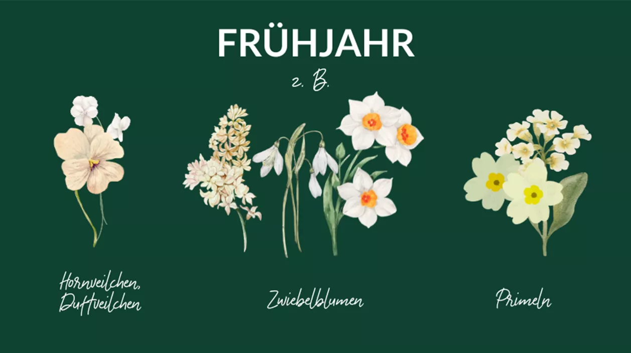 weisse balkonblumen fruehjahr1.png