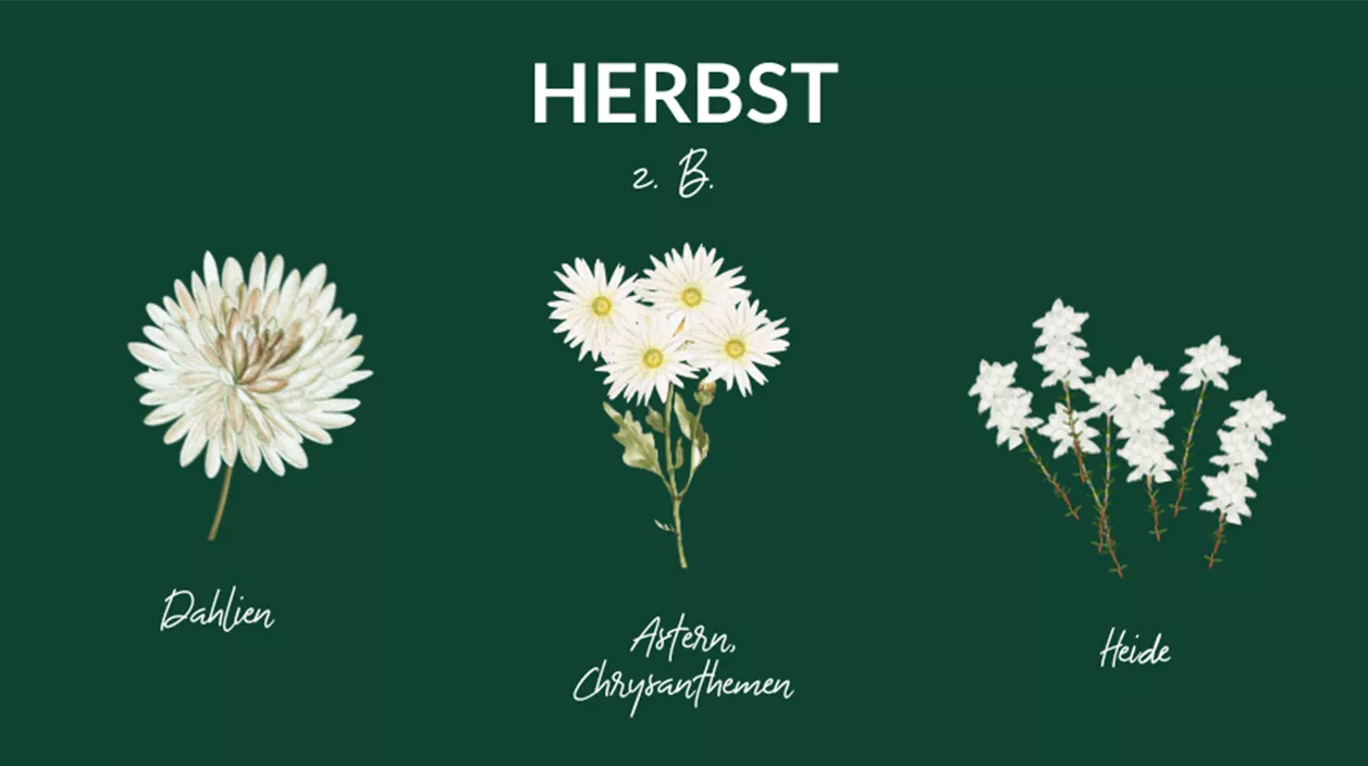 weisse balkonblumen herbst3.png