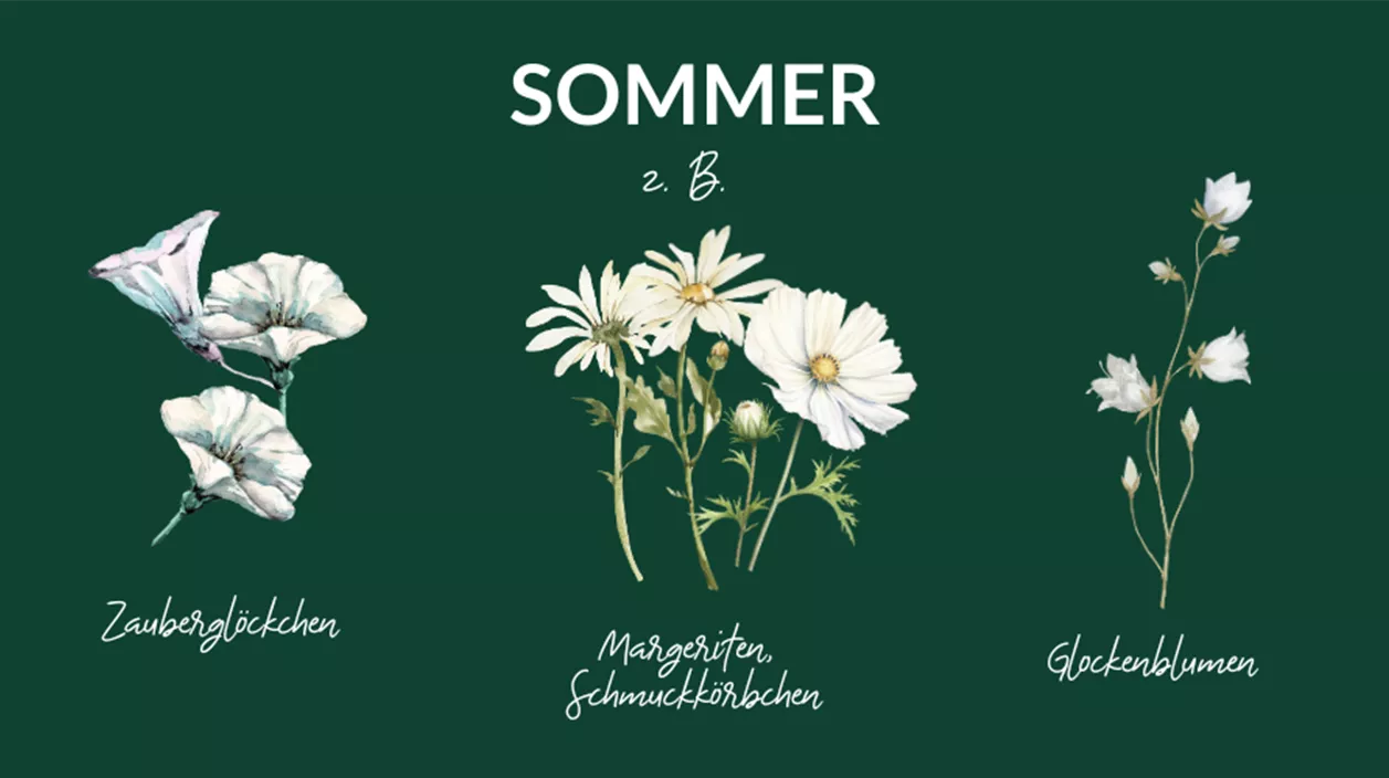 weisse balkonblumen sommer2.png