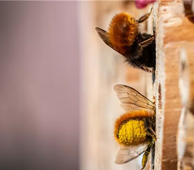 Wildbienen-Workshop