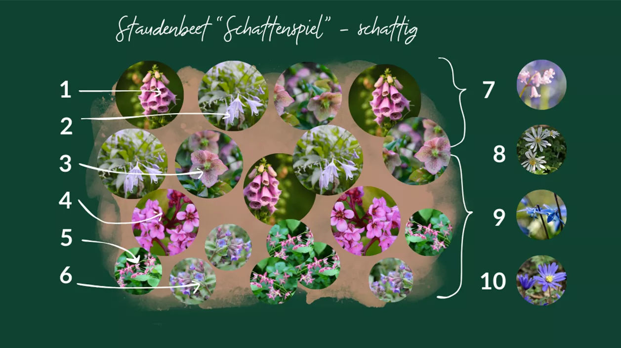 bienenfreundlicher Pflanzplan schattig.png