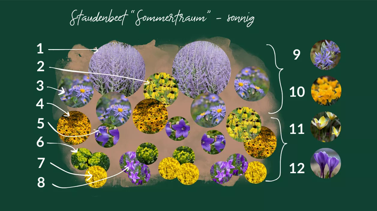 bienenfreundlicher pflanzplan sonnig 2.png