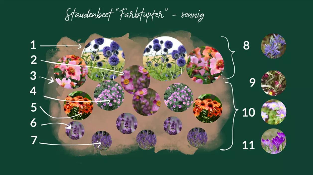 bienenfreundlicher pflanzplan sonnig.png