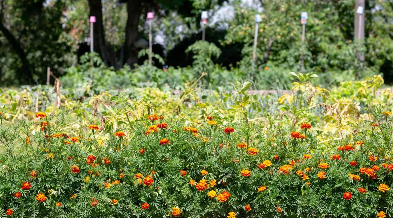 studentenblume gruenduengung.jpg