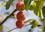 Malus x moerlandsii 'Red Sentinel'