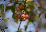 Malus x moerlandsii 'Red Sentinel'