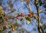 Malus x moerlandsii 'Red Sentinel'