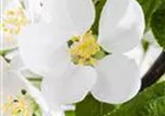 Malus x moerlandsii 'Red Sentinel'